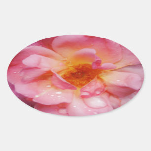 Sticker Ovale Pink Rose w/ Dew Drops Black Background