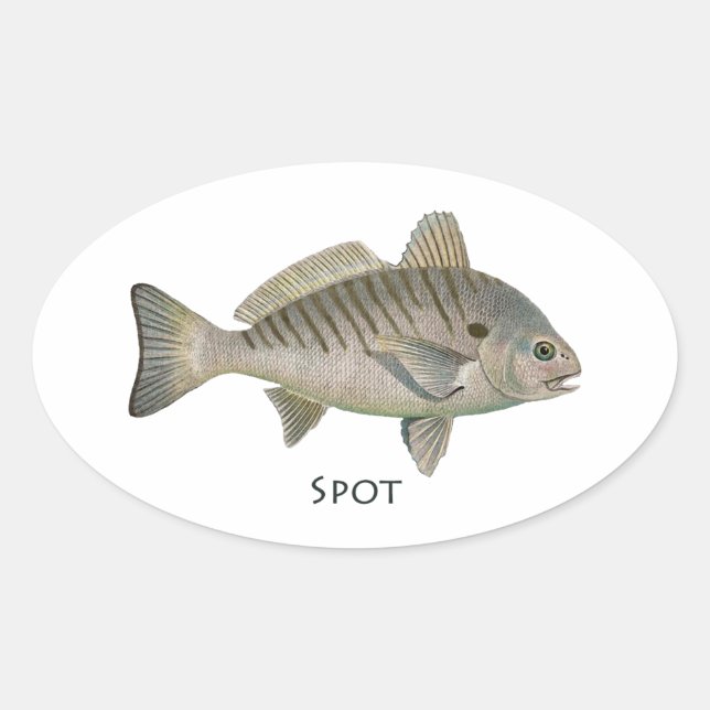 Sticker Ovale Poisson ponctuel (Devant)