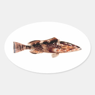 Sticker Ovale Poissons de mérou