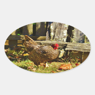 Sticker Ovale Poulet noir et blanc dans la ferme