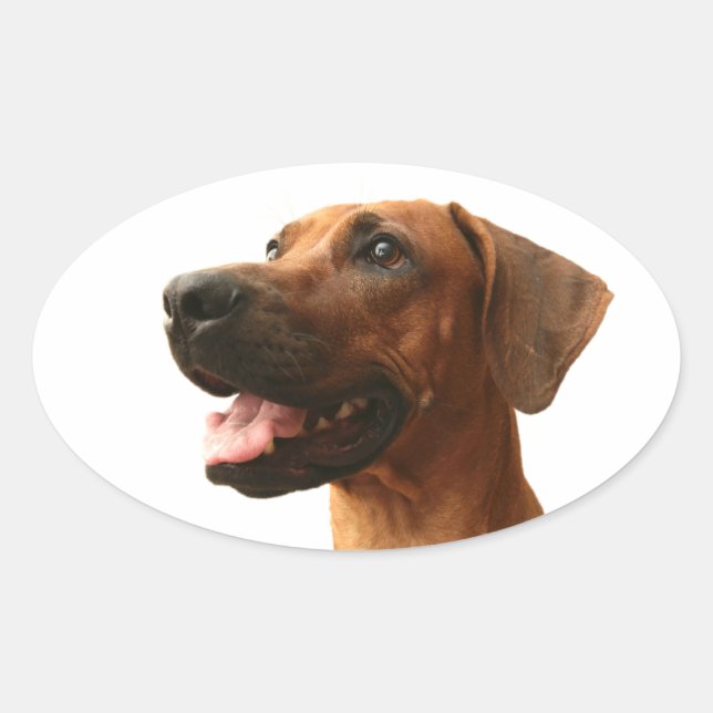 Sticker Ovale Rhodesian Ridgeback (Devant)