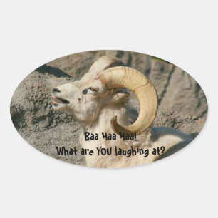 Sticker Ovale Rire Rocheuse Bighorn Sheep