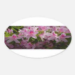 Sticker Ovale Rose Azalea Bush printemps floral