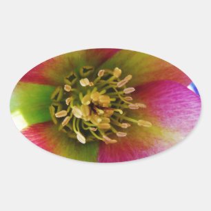 Sticker Ovale Rose de carême rose,