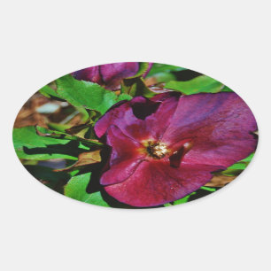 Sticker Ovale Rose de carême rose Bourgogne