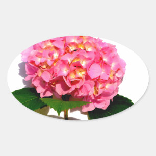 Sticker Ovale Rose Hydrangea rose fleur rose rose floral