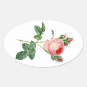 Sticker Ovale rose vintage botanical illustration