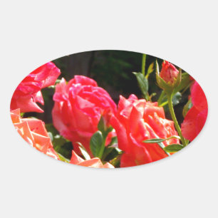 Sticker Ovale Roses de corail romantique