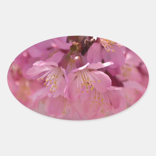 Sticker Ovale Sakura Cherry Blossoms Delicate Pink Bouquet (Devant)