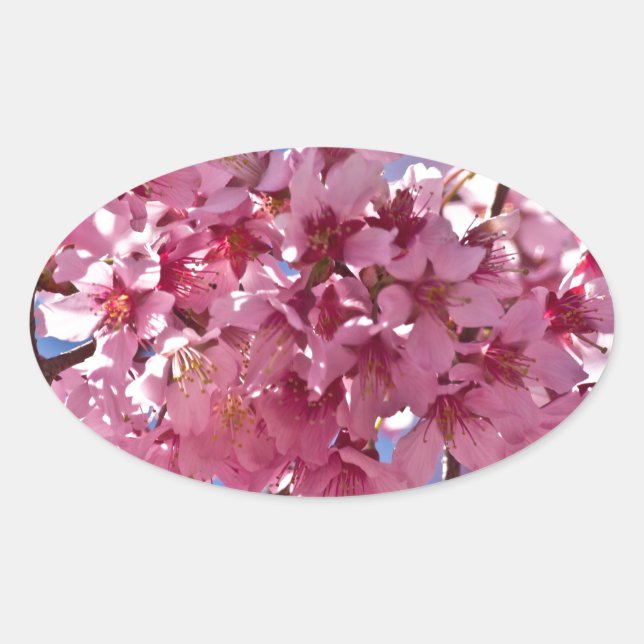 Sticker Ovale Sakura Cherry Blossoms Red Stars (Devant)
