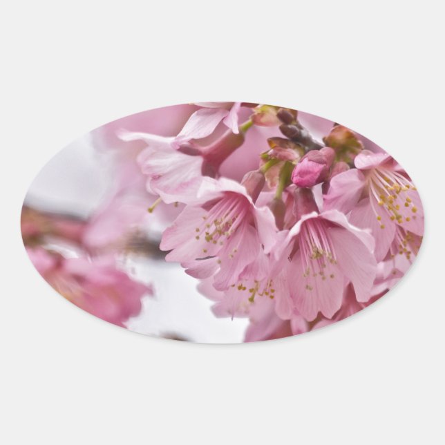 Sticker Ovale Sakura Cherry Blossoms rose pâle (Devant)