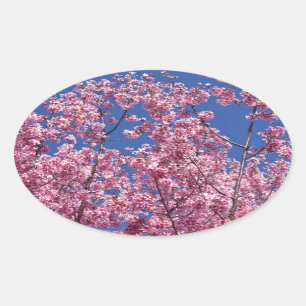 Sticker Ovale Sakura Cherry Fleurit Dans Le Bleu