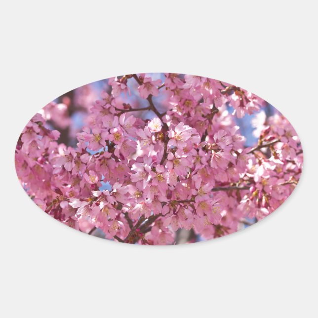 Sticker Ovale Sakura Pink Cherry Blossom Sky (Devant)