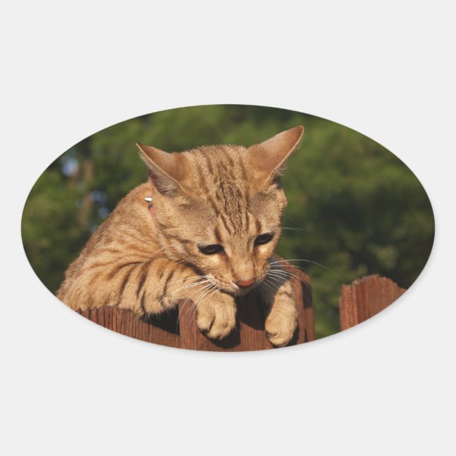 Sticker ovale Savannah Cat (Devant)
