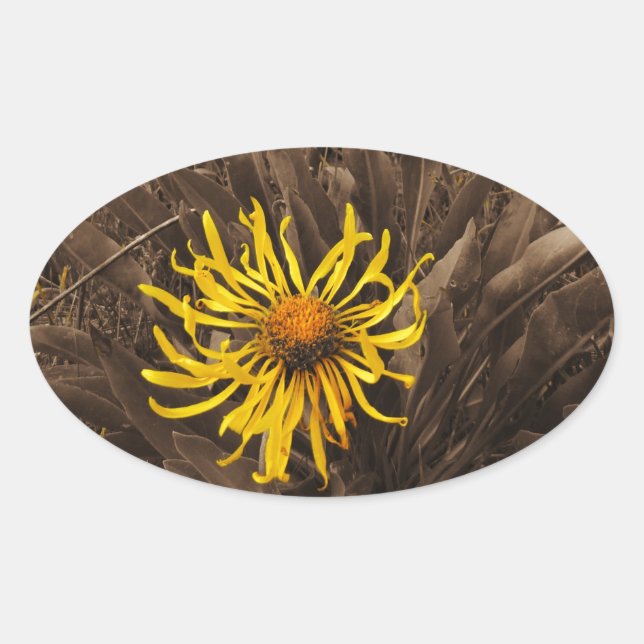Sticker Ovale Sepia tone fleurs sauvages jaunes (Devant)