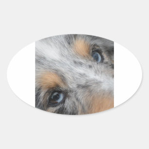 Sticker Ovale Shetland Sheepdog Blue Merle Eyes