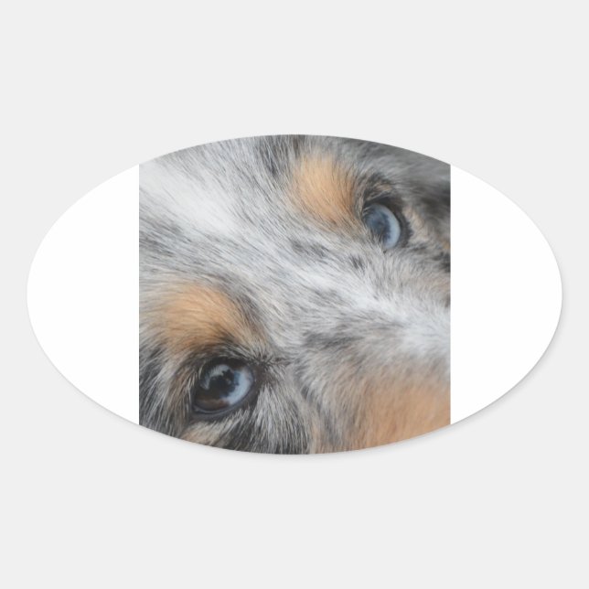 Sticker Ovale Shetland Sheepdog Blue Merle Eyes (Devant)