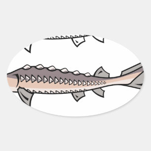 Sticker Ovale Sturgeon poisson rare