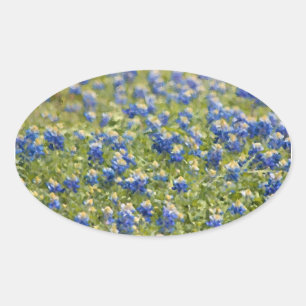 Sticker Ovale Texan Fleur sauvage Bluebonnets peinture numérique