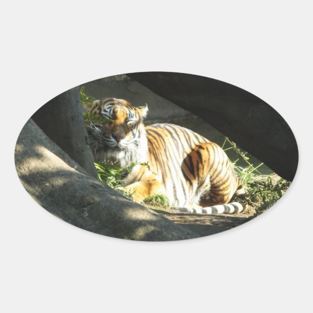 Sticker Ovale Tiger Catnap (Devant)