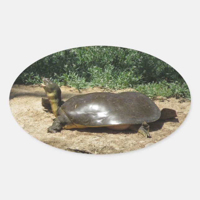 Sticker Ovale Tortue molle (Devant)