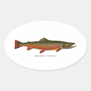 Sticker Ovale Truite de ruisseau mâle (phase de frai)