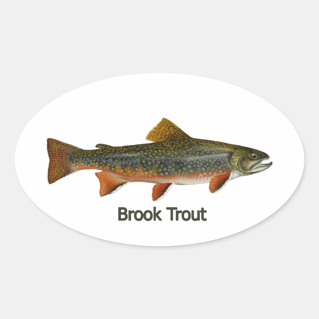 Sticker Ovale Truite de ruisseau (titre) (Devant)