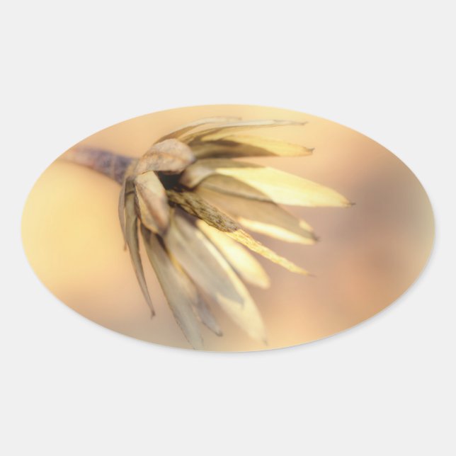 Sticker Ovale Tulip Poplar Graine vide Pod (Devant)