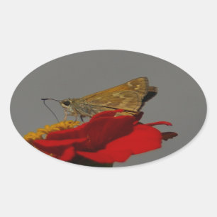 Sticker Ovale Tumeaux et Zinnia rouge
