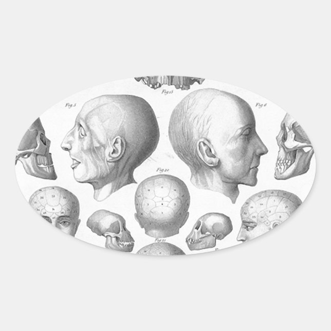 Sticker Ovale Types de crâne (Devant)
