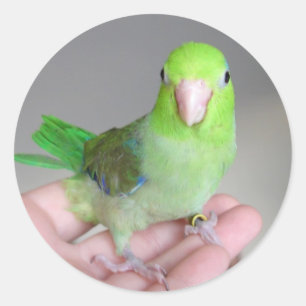 Sticker:  Pacific Parrotlet Classic Round Sticker