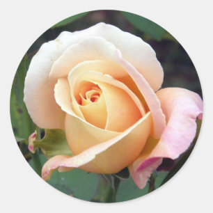 sticker - Pale Peach Rosebud