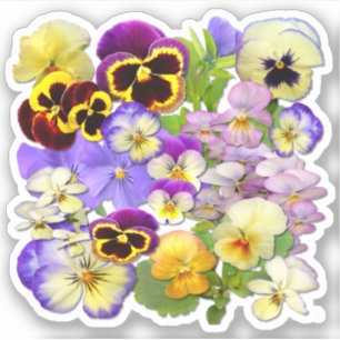 Sticker Pansies colorées Contour