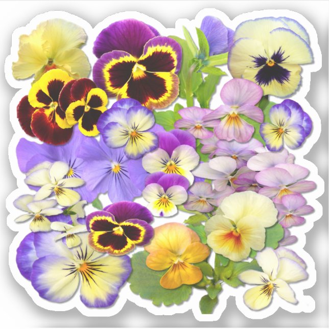 Sticker Pansies colorées Contour (Devant)