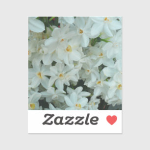 Sticker Paperwhite Narcissus Fleurs blanches délicates