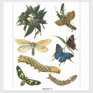 Sticker Papillons Beetle Bugs Insectes Collage Art
