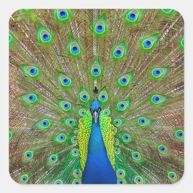 Sticker Peacock Bleu #3 (Devant)