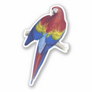 Sticker Perroquet