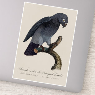 Sticker Perroquet gris Timneh, Psittacus Timneh
