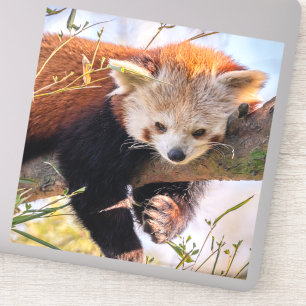 Sticker Petit panda rouge pâle