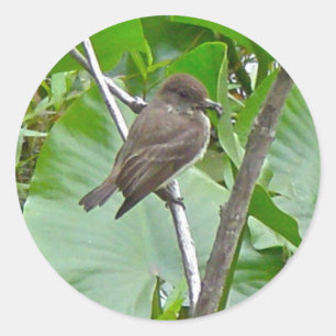 Sticker Phoebe Flycatcher