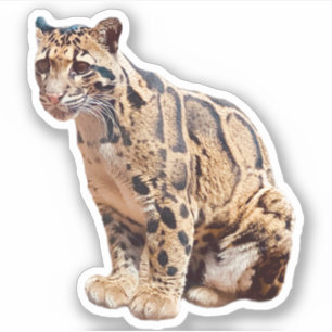 Sticker photo de léopard nébuleux nature faune exotique