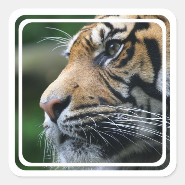 Sticker photo de tigre (Devant)