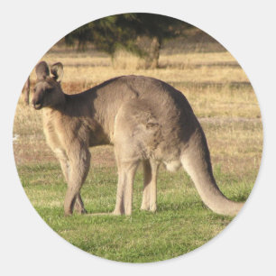 Sticker photo Kangaroo