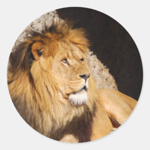 Sticker photo Lion
