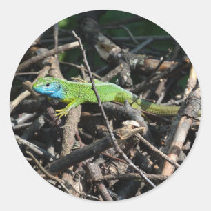 Sticker photo Lizard vert