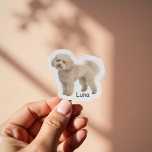 Sticker Photo personnalisé chiot Caniche