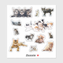 Photos de chats et chatons définition contour