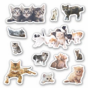Sticker Photos de chats et chatons définition contour