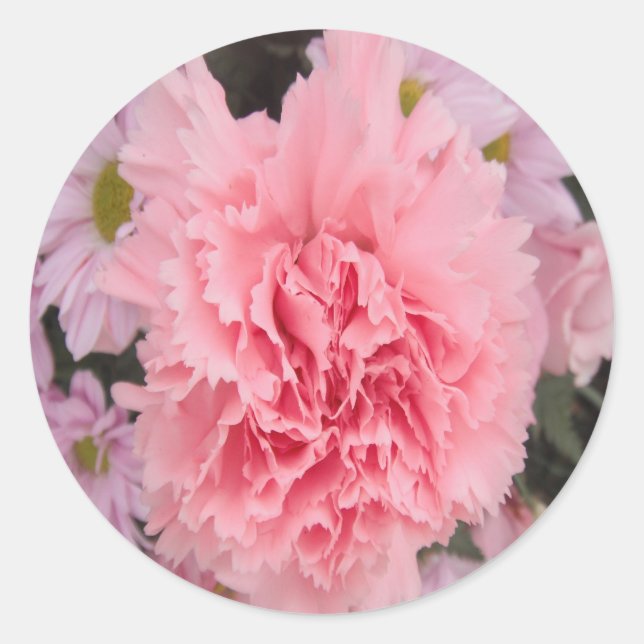 Sticker Pink Carnation Beauty (Front)